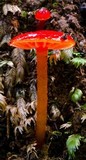 Gliophorus viscaurantius image
