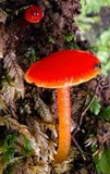 Gliophorus viscaurantius image