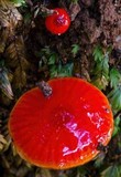 Gliophorus viscaurantius image