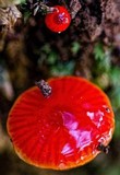 Gliophorus viscaurantius image