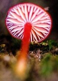 Gliophorus viscaurantius image