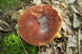 Phylloporus rhodoxanthus image