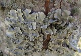 Parmotrema reticulatum image