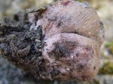 Hydnangium carneum image