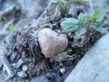 Hydnangium carneum image