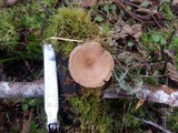 Royoporus badius image