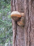 Fomitopsis officinalis image