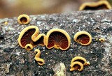 Anthracophyllum lateritium image