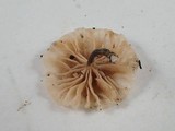 Hemimycena candida image