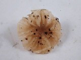 Hemimycena candida image