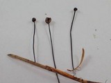 Gymnopus androsaceus image