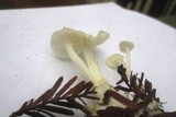 Marasmius calhouniae image