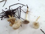 Marasmius calhouniae image