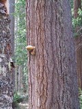 Fomitopsis officinalis image