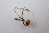 Mycena alphitophora image