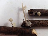 Mycena filopes image