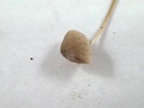 Mycena leptocephala image