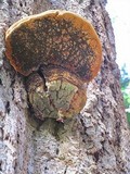 Fomitopsis officinalis image