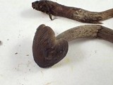 Mycopan scabripes image