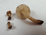 Hygrocybe nitrata image