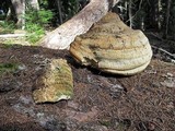 Fomitopsis officinalis image