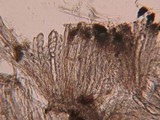 Propolis leonis image