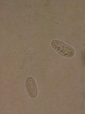 Propolis leonis image
