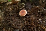 Lactarius fragilis image