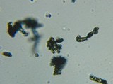 Fomitopsis officinalis image