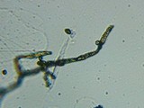 Fomitopsis officinalis image