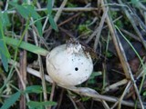 Helvella leucomelaena image