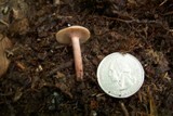 Lactarius fragilis image