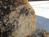 Fomitopsis officinalis image