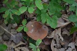 Lactarius corrugis image