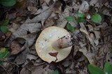 Lactarius corrugis image