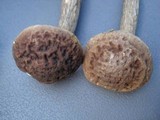 Leccinum pseudoscabrum image