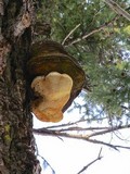 Fomitopsis officinalis image