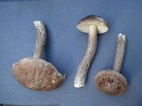 Leccinum pseudoscabrum image