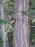Fomitopsis officinalis image