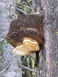 Fomitopsis officinalis image