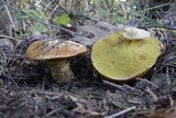 Suillus caerulescens image