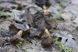 Helvella albella image