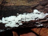 Ceratiomyxa fruticulosa var. fruticulosa image