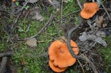 Lactarius peckii image
