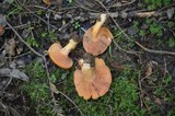 Lactarius peckii image