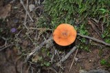 Lactarius peckii image