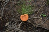 Lactarius peckii image