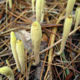 Clavariadelphus ligula image