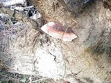 Fomitopsis cajanderi image