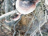 Fomitopsis cajanderi image